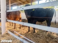 Toro, Vaca Limousin — foto 1