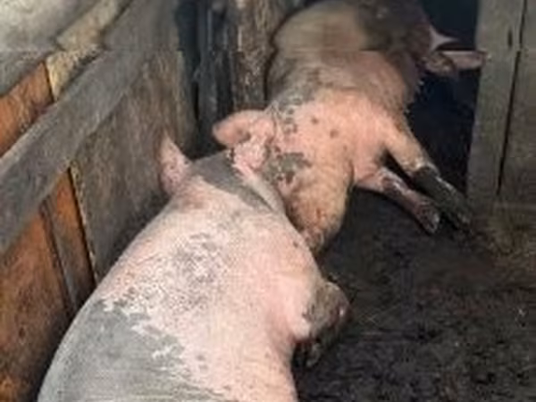 Süldőanya, Sertések — Magyarország