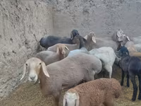 Juh, Arashan sheep — 6. fotó