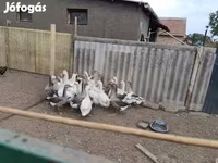 Geese — 1. fotó