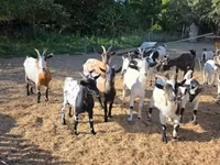 母山羊, Nigerian dwarf goats — 照片 6