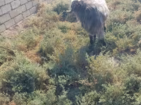 تيس, Damask goat — الصورة 3