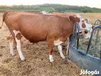 गाय, Simmental cattle — फ़ोटो 3