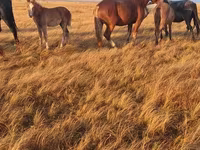 حصان, Altai horse — الصورة 4