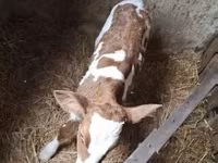 Krowa, Simmental cattle — zdjęcie 6