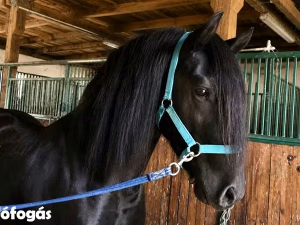 Caballo, Friesian