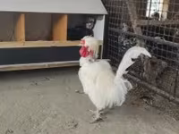 بوليش — الصورة 2