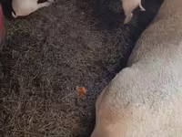 Pigs (batch, sex not specified), Pigs — photo 1