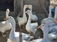 Geese — Foto 2