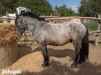 Hengst, Appaloosa — Foto 3