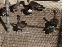 Ducks — 2. fotó