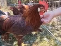 Chickens — 3-сурет