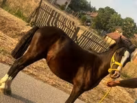 Cheval, Chevaux — photo 4