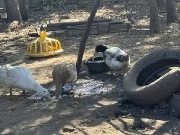 Ducks — Ungarn