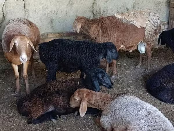 Qoyunlar (partiya, cinsi göstərilməyib), Qoyunlar