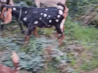 تيس, Nubian Goat — الصورة 5