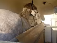 घोड़ा, Lipizzaner — फ़ोटो 1