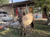 Айғыр, Tiger horse — 1-сурет