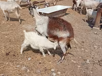 Cabra, Toggenburg goat — foto 5