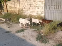 تيس, الماعز — الصورة 3
