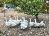 Geese — zdjęcie 1