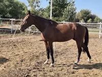 公马, Horses — 照片 4