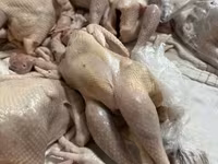 Chickens — الصورة 5