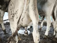 ثور, Swiss cattle — الصورة 3