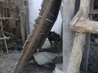 Turkeys — foto 2