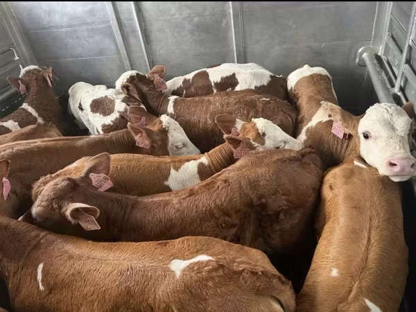 Bika, Simmental cattle