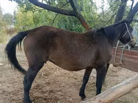 Kanca, Lovak — 1. fotó