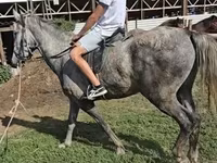 Айғыр, Lipizzaner — 1-сурет