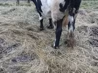 गाय, Russian Black pied cattle — फ़ोटो 3