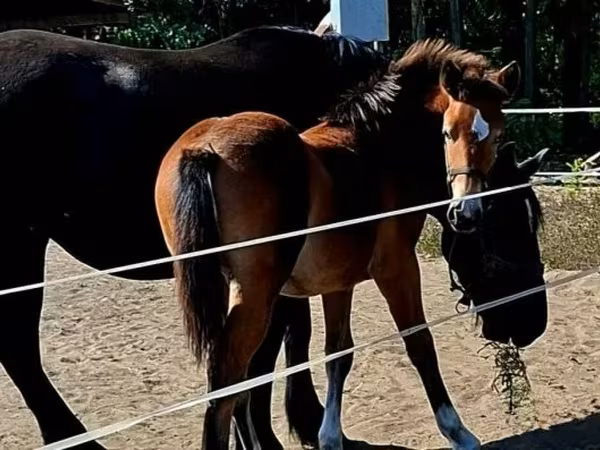Jument, Haflinger