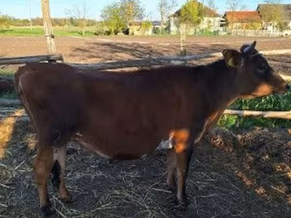 Cow, Limousin cow