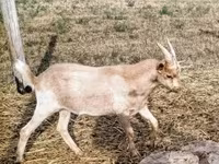 公山羊, Goats — 照片 2