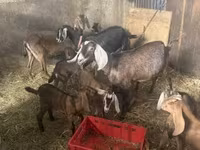 Cabras (lote, sexo no especificado), Cabras — foto 4