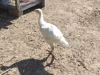 Turkeys — 照片 2