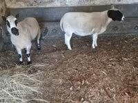 Kos, Dorper sheep — 5. fotó