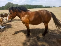 Cheval, Chevaux — photo 1