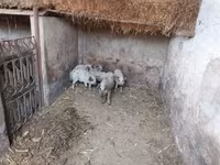 Donuzlar (partiya, cinsi göstərilməyib), Мангалица — foto 1