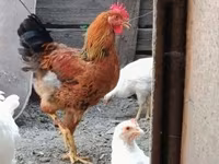 Chickens — photo 3