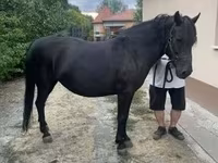 घोड़ी, Hucul pony — फ़ोटो 5