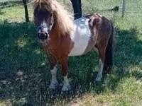 Hing, Indian half-bred — 1. fotó