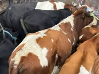 Бұқа, Simmental cattle — 1-сурет