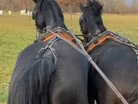 Айғыр, Hungarian horse breed — 3-сурет