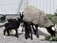 Oveja, Romanov sheep — foto 1