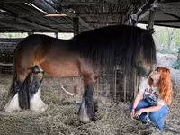 घोड़ा, Gypsy horse — फ़ोटो 4