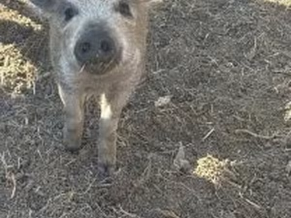 Süldőanya, Мангалица
