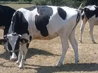 Vaca, Raza Holstein — foto 2